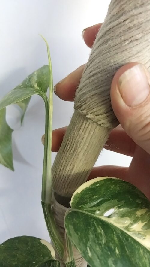 GROW POLE EXTENSION (40cm)