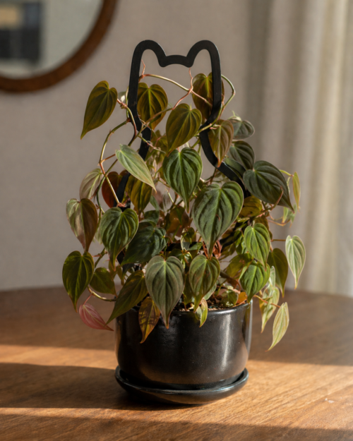 ACRYLIC CAT TRELLIS (30CM)