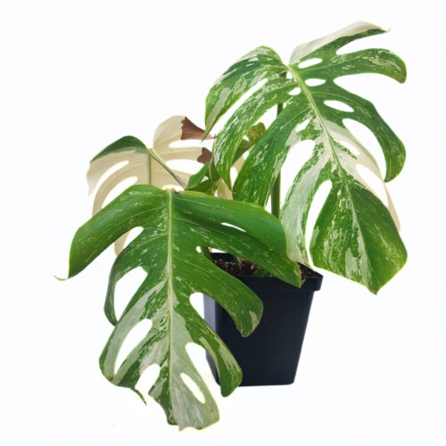MONSTERA BORSIGIANA ALBO